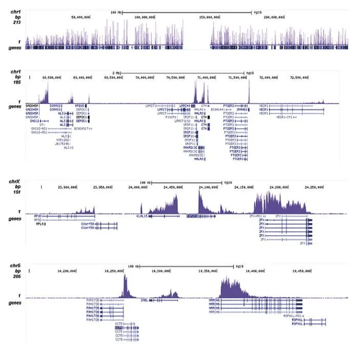 ChIP analysis of HeLa cells using GTX60330 Histone H3K79me2 (Di-methyl Lys79) antibody. The IPd DNA was subsequently analysed on an Illumina HiSeq 2000. Library preparation, cluster generation and sequencing were performed according to the manufacturers instructions. The 50 bp tags were aligned to the human genome using the BWA algorithm. Figure 2 shows the peak distribution along the complete sequence and a 5 Mb region of chromosome 1 (figure 2A and B) and in two 300 kb regions surrounding the EIF2S3 and CCT5 positive control genes (figure 2C and D). Antibody amount : 1microg
