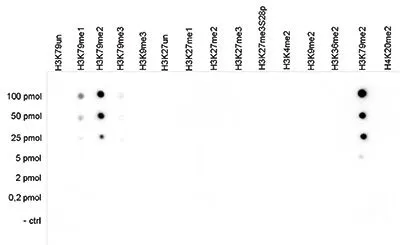 Dot blot analysis of 0.2 - 100 pmol of the peptides containing other modifications and unmodified sequences of histone H3 using GTX60330 Histone H3K79me2 (Di-methyl Lys79) antibody. Dilution : 1:5,000