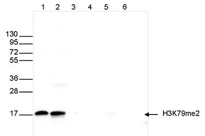 WB analysis of whole cell (25 microg, lane 1) and histone extracts (15 microg, lane 2) from HeLa cells, and on 1 microg of recombinant histone H2A, H2B, H3 and H4 (lane 3, 4, 5 and 6, respectively) using GTX60330 Histone H3K79me2 (Di-methyl Lys79) antibody. Dilution : 1:200