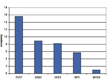 ChIP analysis of sheared chromatin from 1.25x10? SKNO-1 cells using GTX60333 CBFb antibody - ChIP grade. QPCR was performed using primers specific for the FUT7, OGG1, NFE2, and SPI1 genes. This figure shows the relative occupancy, calculated as the ratio + control/background for which the MYOG gene was used. Antibody amount : 4microl ChIP analysis of sheared chromatin from 1.25x10? SKNO-1 cells using GTX60333 CBFb antibody - ChIP grade. QPCR was performed using primers specific for the FUT7, OGG1, NFE2, and SPI1 genes. This figure shows the relative occupancy, calculated as the ratio + control/background for which the MYOG gene was used. Antibody amount : 4microl
