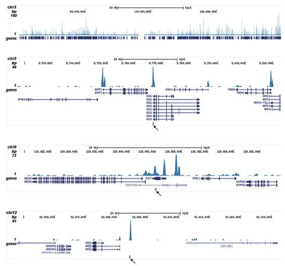 ChIP analysis of SKNO-1 cells using GTX60333 CBFb antibody - ChIP grade. The IPd DNA from 6 ChIPs was pooled and analysed with an Illumina Genome Analyzer. Library preparation, cluster generation and sequencing were performed according to the manufacturers instructions. The 32 bp tags were aligned to the human reference genome (hg18) using the ELAND algorithm. Figure 2 shows the results of the complete chromosome 3 and three genomic regions region surrounding the OGG1, FUT7 and NFE2 genes, respectively. The position of the PCR amplicon is indicated with an arrow.