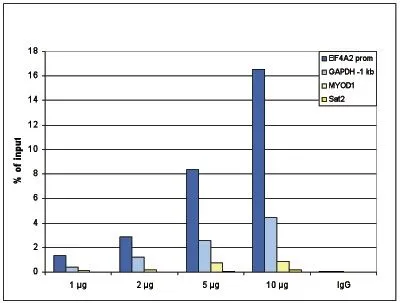 ChIP analysis of sheared chromatin from 10? HeLa cells using GTX60334 Histone H4K5K8K12K16ac (acetyl Lys5/Lys8/Lys12/Lys16) antibody - ChIP grade. A titration of the antibody consisting of 1, 2, 5 and 10 microg per ChIP experiment was analysed. IgG (2 microg/IP) was used as negative IP control. QPCR was performed with primers for promoter of the active gene EIF4A2 and for a region 1 kb upstream of the GAPDH gene, used as positive controls, and for the inactive MYOD1 gene and the Sat2 satellite repeat region used as negative controls. This figure shows the recovery, expressed as a % of input (the relative amount of immunoprecipitated DNA compared to input DNA after qPCR analysis). ChIP analysis of sheared chromatin from 10? HeLa cells using GTX60334 Histone H4K5K8K12K16ac (acetyl Lys5/Lys8/Lys12/Lys16) antibody - ChIP grade. A titration of the antibody consisting of 1, 2, 5 and 10 microg per ChIP experiment was analysed. IgG (2 microg/IP) was used as negative IP control. QPCR was performed with primers for promoter of the active gene EIF4A2 and for a region 1 kb upstream of the GAPDH gene, used as positive controls, and for the inactive MYOD1 gene and the Sat2 satellite repeat region used as negative controls. This figure shows the recovery, expressed as a % of input (the relative amount of immunoprecipitated DNA compared to input DNA after qPCR analysis).