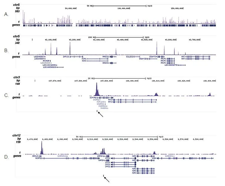 ChIP analysis of sheared chromatin from 10? HeLa cells using GTX60334 Histone H4K5K8K12K16ac (acetyl Lys5/Lys8/Lys12/Lys16) antibody - ChIP grade. The IPd DNA was subsequently analysed on an Illumina Genome Analyzer. Library preparation, cluster generation and sequencing were performed according to the manufacturers instructions. The 36 bp tags were aligned to the human genome using the ELAND algorithm. Figure 2 shows the signal distribution along the complete length of chromosome 5 (figure 2A) and a zoomin to a 600 kb region (figure 2B). Figure 2C and D show the enrichment in two genomic regions on chromosome 3 and 12, respectively, containing EIF4A2 and GAPDH positive controls. The position of the amplicon used for validating the QPCR results is shown with an arrow Antibody amount : 2microg
