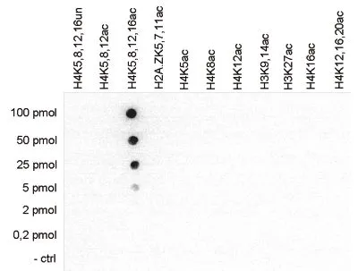 Dot blot analysis of 0.2 - 100 pmol of the peptides containing other histone modifications and the unmodified H4 using GTX60334 Histone H4K5K8K12K16ac (acetyl Lys5/Lys8/Lys12/Lys16) antibody - ChIP grade. Dilution : 1:20,000