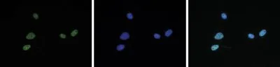 ICC/IF analysis of 4% paraformaldehyde fixed NIH3T3 cells using GTX60334 Histone H4K5K8K12K16ac (acetyl Lys5/Lys8/Lys12/Lys16) antibody - ChIP grade. Green : Primary antibody Blue : DAPI Dilution : 1:500