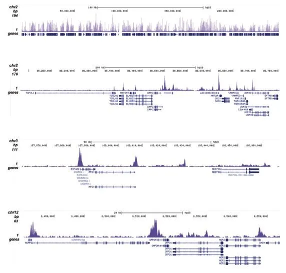 ChIP analysis of sheared chromatin from 1x10? K562 cells using GTX60337 Histone H4K5K8K12ac (acetyl Lys5/Lys8/Lys12) antibody - ChIP grade. The IPd DNA was subsequently analysed on an Illumina Genome Analyzer. Library preparation, cluster generation and sequencing were performed according to the manufacturers instructions. The 36 bp tags were aligned to the human genome using the ELAND algorithm. Figure 2 shows the signal distribution along the complete length of chromosome 2 (figure 2A) and a zoomin to a 600 kb region (figure 2B). Figure 2C and D show the enrichment in two genomic regions on chromosome 3 and 12, respectively, containing EIF4A2 and GAPDH positive controls. Antibody amount : 0.5microg