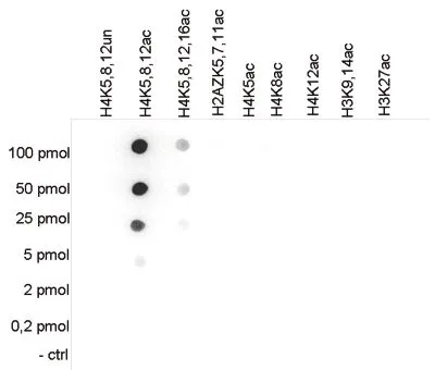 Dot blot analysis of 0.2 - 100 pmol of the peptides containing other histone modifications and the unmodified H4 using GTX60337 Histone H4K5K8K12ac (acetyl Lys5/Lys8/Lys12) antibody - ChIP grade. Dilution : 1:20,000
