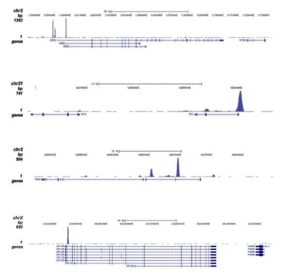 ChIP analysis of sheared chromatin from MCF7 cells treated for 1 hour with estradiol using GTX60340 Estrogen Receptor alpha antibody [GT9004].