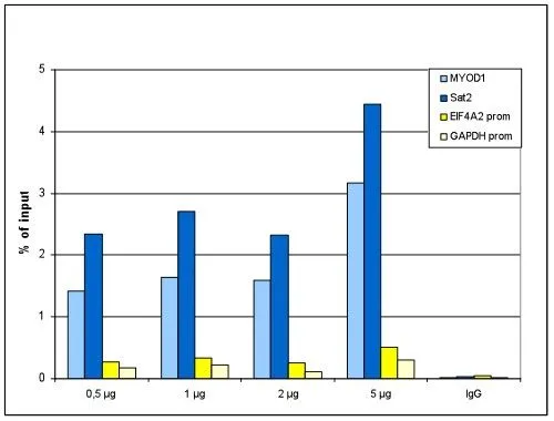 ChIP analysis of sheared chromatin from 10? HeLa cells using GTX60346 Histone H2B antibody - ChIP grade. A titration of the antibody consisting of 0.5, 1, 2 and 5 microg per ChIP experiment was analysed. IgG (2 microg/IP) was used as negative IP control. QPCR was performed with primers for the promoters of the active GAPDH and EIF4A2 genes, used as negative controls and for the inactive MYOD1 gene and the Sat2 satellite repeat, used as positive controls. This figure shows the recovery, expressed as a % of input (the relative amount of immunoprecipitated DNA compared to input DNA after qPCR analysis. ChIP analysis of sheared chromatin from 10? HeLa cells using GTX60346 Histone H2B antibody - ChIP grade. A titration of the antibody consisting of 0.5, 1, 2 and 5 microg per ChIP experiment was analysed. IgG (2 microg/IP) was used as negative IP control. QPCR was performed with primers for the promoters of the active GAPDH and EIF4A2 genes, used as negative controls and for the inactive MYOD1 gene and the Sat2 satellite repeat, used as positive controls. This figure shows the recovery, expressed as a % of input (the relative amount of immunoprecipitated DNA compared to input DNA after qPCR analysis.