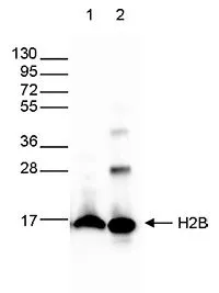 WB analysis of whole cell extracts from HeLa cells (40 microg, lane 1) and on 1 microg of recombinant histone H2B (lane 2) using GTX60346 Histone H2B antibody - ChIP grade. Dilution : 1:10,000