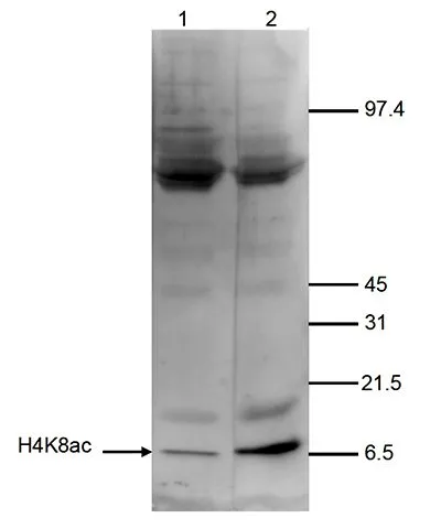 WB analysis of nuclear extracts (40 microg) from HeLa cells using GTX60348 Histone H4K8ac (acetyl Lys8) antibody - ChIP grade. Dilution : 1:1,000