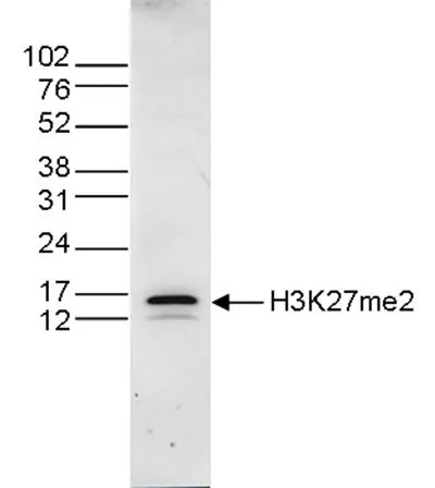 Dot blot analysis of peptides containing modified histone H3 and H4 and the unmodified sequence using H3K27me2 antibody at a dilution of 1:50,000.