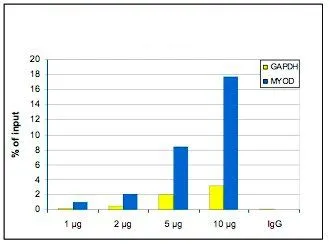 ChIP analysis of sheared chromatin from 1.5x10? U2OS cells using GTX60354 Histone H3K36me1 (Mono-methyl Lys36) antibody - ChIP grade. A titration consisting of 1, 2, 5 and 10 microg of antibody per ChIP experiment was analyzed. IgG (1 microg/IP) was used as a negative IP control. Quantitative PCR was performed with primers for the promoter of the constitutively expressed GAPDH gene and for the inactive gene MYOD. This figure shows the recovery, expressed as a % of input (the relative amount of immunoprecipitated DNA compared to input DNA after qPCR analysis). ChIP analysis of sheared chromatin from 1.5x10? U2OS cells using GTX60354 Histone H3K36me1 (Mono-methyl Lys36) antibody - ChIP grade. A titration consisting of 1, 2, 5 and 10 microg of antibody per ChIP experiment was analyzed. IgG (1 microg/IP) was used as a negative IP control. Quantitative PCR was performed with primers for the promoter of the constitutively expressed GAPDH gene and for the inactive gene MYOD. This figure shows the recovery, expressed as a % of input (the relative amount of immunoprecipitated DNA compared to input DNA after qPCR analysis).