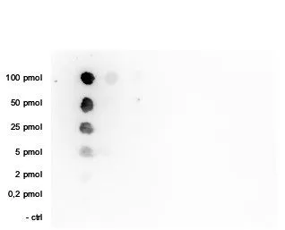 Dot blot analysis of 0.2 - 100 pmol of the peptides containing other modifications of histone H3 or the unmodified H3K36 using GTX60354 Histone H3K36me1 (Mono-methyl Lys36) antibody - ChIP grade. Dilution : 1:20,000