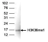 WB analysis of histone extracts (15 microg) from HeLa cells using GTX60354 Histone H3K36me1 (Mono-methyl Lys36) antibody - ChIP grade. Dilution : 1:1,000