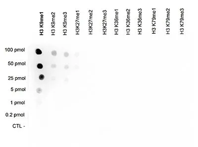 Dot blot analysis of 0.2 - 100 pmol of the peptides containing other modifications of histone H3 using GTX60356 Histone H3K9me1 (Mono-methyl Lys9) antibody - ChIP grade. Dilution : 1:200,000