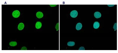 ICC/IF analysis of paraformaldehyde fixed HeLa cells using GTX60356 Histone H3K9me1 (Mono-methyl Lys9) antibody - ChIP grade. Green : Primary antibody Blue : DAPI Dilution : 1:200