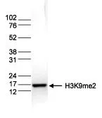 ELISA was performed using a serial dilution of Histone H3K9me2 (di-Methyl Lys9) antibody in antigen coated wells. By plotting the absorbance against the antibody dilution,the titer of the antibody was estimated to be 1:103,000.