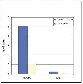 ChIP analysis of sheared chromatin from 10? U2OS cells using GTX60358 MECP2 antibody - ChIP grade. IgG (1 microg/IP) was used as a negative IP control. Quantitative PCR was performed with primers for the promoters of the ZMYND10 gene (used as a positive control) and CDC6 gene (used as a negative control). This figure shows the recovery, expressed as a % of input (the relative amount of immunoprecipitated DNA compared to input DNA after qPCR analysis). ChIP analysis of sheared chromatin from 10? U2OS cells using GTX60358 MECP2 antibody - ChIP grade. IgG (1 microg/IP) was used as a negative IP control. Quantitative PCR was performed with primers for the promoters of the ZMYND10 gene (used as a positive control) and CDC6 gene (used as a negative control). This figure shows the recovery, expressed as a % of input (the relative amount of immunoprecipitated DNA compared to input DNA after qPCR analysis).