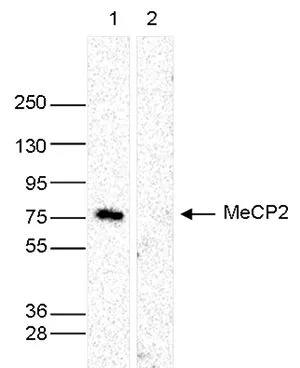 WB analysis of whole cell extracts (40 microg) from HeLa cells transfected with MeCP2 siRNA (lane 2) and from an untransfected control (lane 1) using GTX60358 MECP2 antibody - ChIP grade. Dilution : 1:1,000