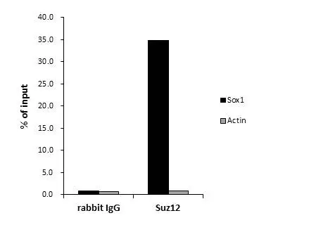 ChIP was performed with mouse ESCs nuclear extract and either 10 microg of SUZ12 antibody or control rabbit IgG. The precipitated DNA was detected by QPCR with primer set targeting to Sox1 promoter or Actin. ChIP was performed with mouse ESCs nuclear extract and either 10 microg of SUZ12 antibody or control rabbit IgG. The precipitated DNA was detected by QPCR with primer set targeting to Sox1 promoter or Actin.