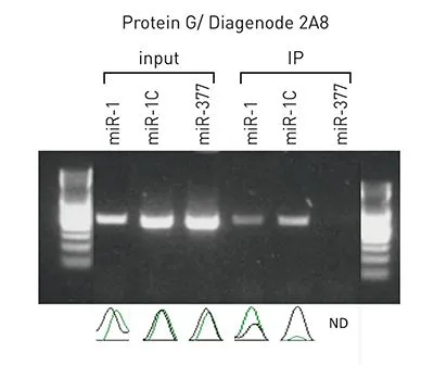 IP analysis of extracts from HeLa subjected to UV crosslinking using Argonautes antibody and control mouse IgG. The immunoprecipitants were detected by Argonautes antibody. 10% of input was also loaded for analysis.