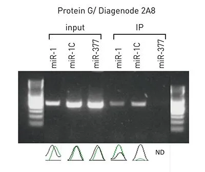 RIP (RNA immunopreciptation) analysis of HeLa cells overexpressing cell lysate using GTX60370 Argonautes antibody [GT9003]. HeLa cells were transfected with: pRL-TK-4A + pRL-TK-4G + pcDNA-miR-1 (miR-1 is supposed to target A allele) pRL-TK-4A + pRL-TK-4G + pcDNA-miR-1C (miR-1C is supposed to target G allele) pRL-TK-4A + pRL-TK-4G + pcDNA-miR-377 (miR-377 is supposed to target neither allele).