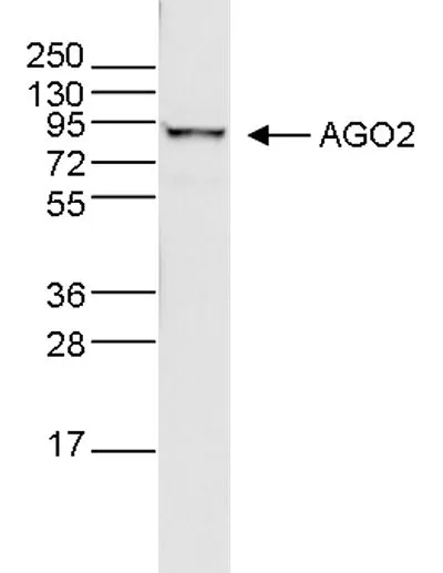 WB analysis of whole cell extracts (40 microg) from HeLa cells using GTX60370 Argonautes antibody [GT9003]. Dilution : 1:500