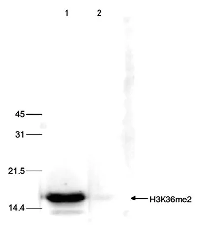 Dot blot analysis of peptides containing modified and unmodified sequences of histone H3 using H3K36me2 antibody at a dilution of 1:100,000.