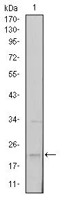 WB analysis of NTERA-2 cell lysate using GTX60382 SNAI1 antibody [6D2].