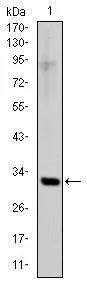 WB analysis of human SNAI1 (AA: 2-264) recombinant protein using GTX60382 SNAI1 antibody [6D2].