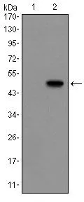 WB analysis of HEK293 (1) and Glucagon(AA: 1-180)-hIgGFc transfected HEK293 (2) cell lysate using GTX60385 Glucagon antibody [2F9].