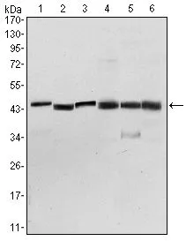 FACS analysis of Lovo cells using GTX60386 PDK1 antibody [4A11]. Green : PDK1 Purple : negative control
