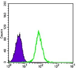 FACS analysis of K562 cells using GTX60390 Glycogen synthase 1 antibody [3A7]. Green : Glycogen synthase 1 Purple : negative control