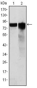 WB analysis of HeLa (1) and HEK293 (2) cell lysate using GTX60390 Glycogen synthase 1 antibody [3A7].