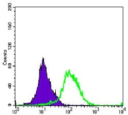 FACS analysis of K562 cells using GTX60391 Aurora A antibody [1F8]. Green : Aurora A Purple : negative control