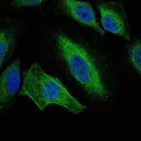 ICC/IF analysis of HeLa cells using GTX60391 Aurora A antibody [1F8]. Green : Aurora A Blue: DRAQ5 fluorescent DNA dye