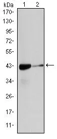 WB analysis of HeLa (1), and Cos7 (2) cell lysate using GTX60394 alpha Smooth Muscle Actin antibody [4F4].