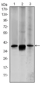 WB analysis of HepG2 (1), MCF-7 (2) and NIH3T3 (3) cell lysate using GTX60397 MEK6 antibody [3H12B9].