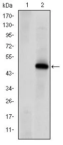 WB analysis of HEK293 (1) and DNA-PKcs (AA: 2638-2971)-hIgGFc transfected HEK293 (2) cell lysate using GTX60401 DNA-PKcs antibody [3H6].