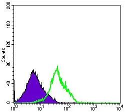 FACS analysis of RAJI cells using GTX60405 CD94 antibody [1H1]. Green : CD94 Purple : negative control