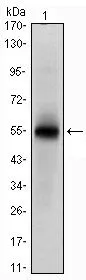 WB analysis of human MSI1 (AA: 1-203) recombinant protein using GTX60408 Musashi 1 antibody [2A12].