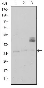 WB analysis of K562 (1), Raji (2), and MOLT4 (3) cell lysate using GTX60418 CD1a antibody [7A7].