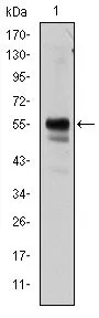 WB analysis of Jurkat cell lysate using GTX60423 RUNX1 antibody [2B5].