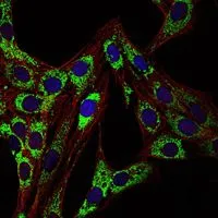 ICC/IF analysis of 3T3-L1 cells using GTX60424 HSP60 antibody [3G8]. Green : HSP60 Blue: DRAQ5 fluorescent DNA dye Red: Actin filaments