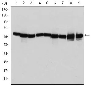 WB analysis of T47D (1), HeLa (2), HepG2 (3), A549 (4), Jurkat (5), HEK293 (6), NIH3T3 (7), PC-12 (8) and Cos7 (9) cell lysate using GTX60424 HSP60 antibody [3G8].