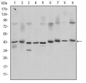 WB analysis of K562 (1), Jurkat (2), L1210 (3), HEK293 (4), A431 (5), HeLa (6), Cos7 (7), PC-12 (8), and NIH3T3 (9) cell lysate using GTX60431 CREB antibody [5G3].