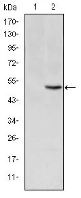 WB analysis of HEK293 (1) and MTHFR(AA: 339-499)-hIgGFc transfected HEK293 (2) cell lysate using GTX60435 MTHFR antibody [5D3].