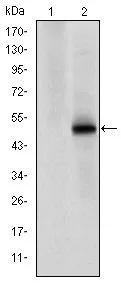 WB analysis of HEK293 (1) and CDK9(AA: 178-369)-hIgGFc transfected HEK293 (2) cell lysate using GTX60442 CDK9 antibody [1B5A7].