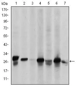 WB analysis of HeLa (1), A549 (2), Jurkat (3), A431 (4), HEK293(5), HepG2 (6) and PC-12 (7) cell lysate using GTX60444 HSP27 antibody [5D7].